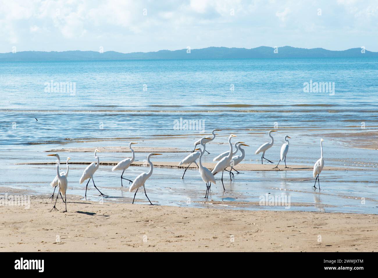Hérons blancs au bord d'une plage. Oiseau de mer à la recherche de nourriture. Animaux sauvages. Banque D'Images