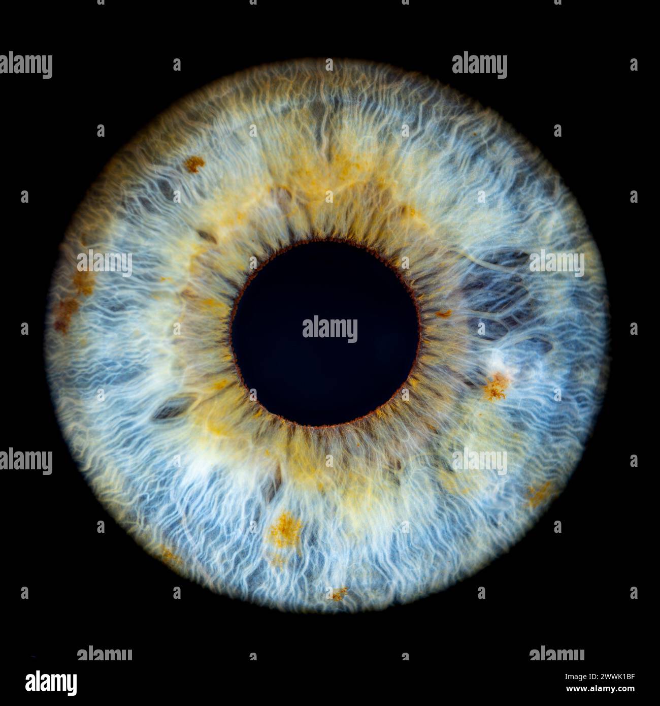Description : photo macro de l'œil humain sur fond noir. Gros plan d'un œil bleu-vert féminin avec des taches jaunes. Anatomie structurelle. Iris Detai Banque D'Images