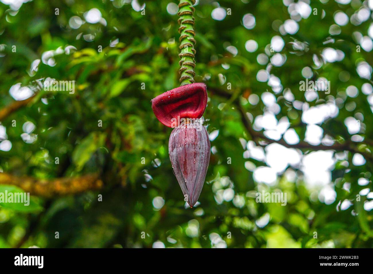 Fleur de banane rouge accrochée sur son arbre, bourgeon mâle d'un bananier, bourgeon de fleur mâle banane Banque D'Images