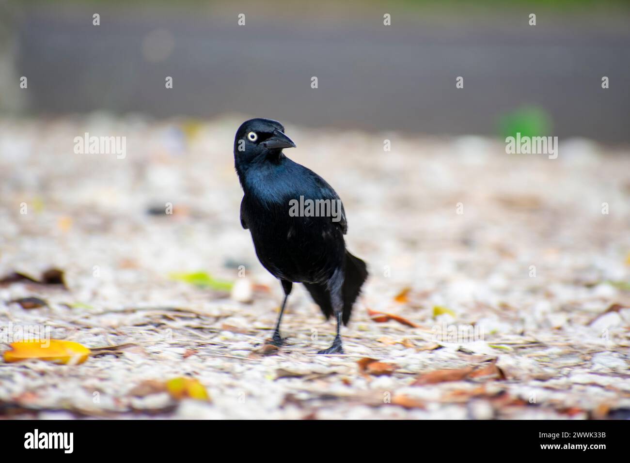 Petite recherche de corbeau noir sur le sol - moineau Banque D'Images