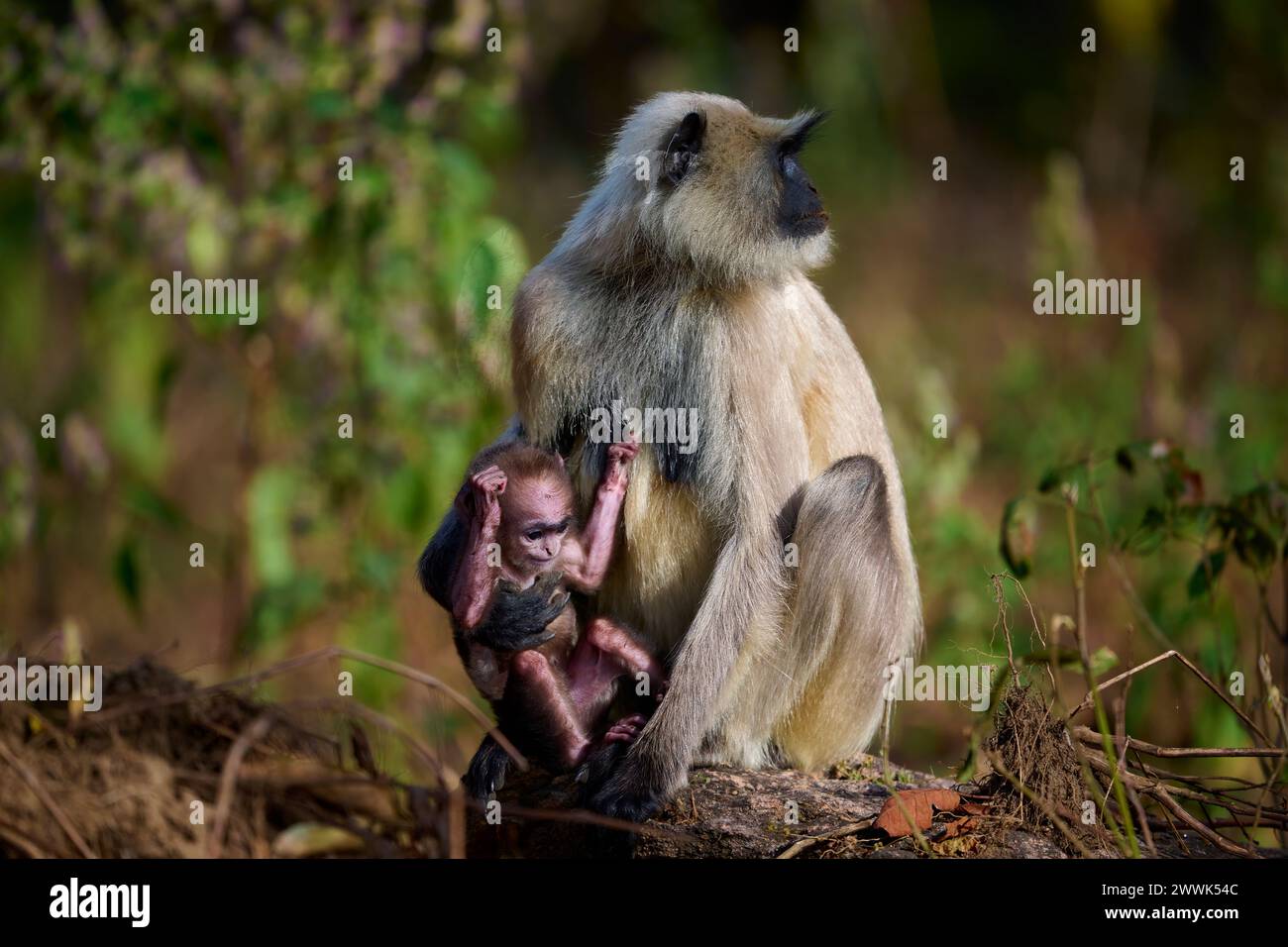 Stupide bébé singe langur gris avec sa mère, Kanha National Park, Inde Banque D'Images