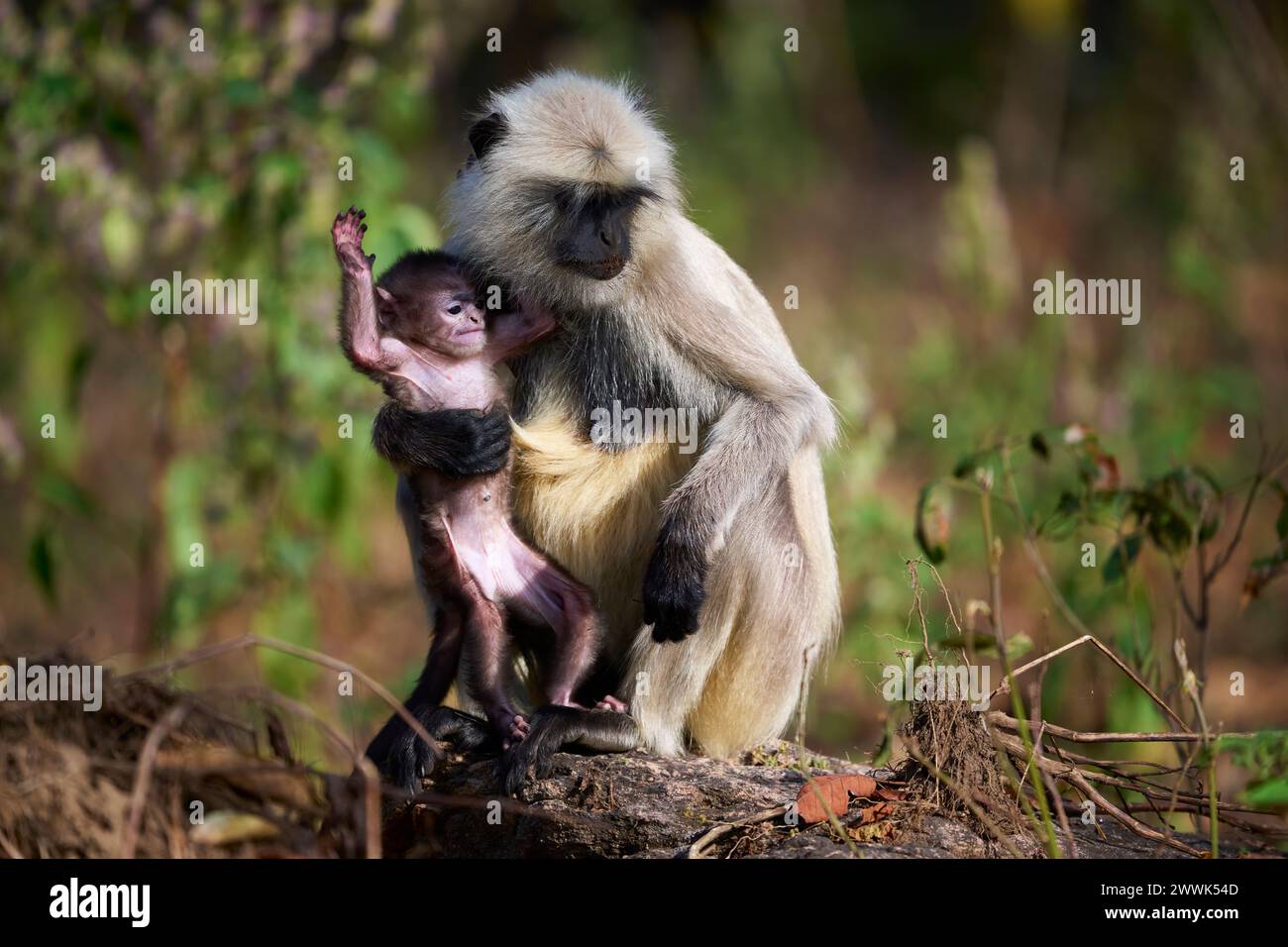 Stupide bébé singe langur gris avec sa mère, Kanha National Park, Inde Banque D'Images