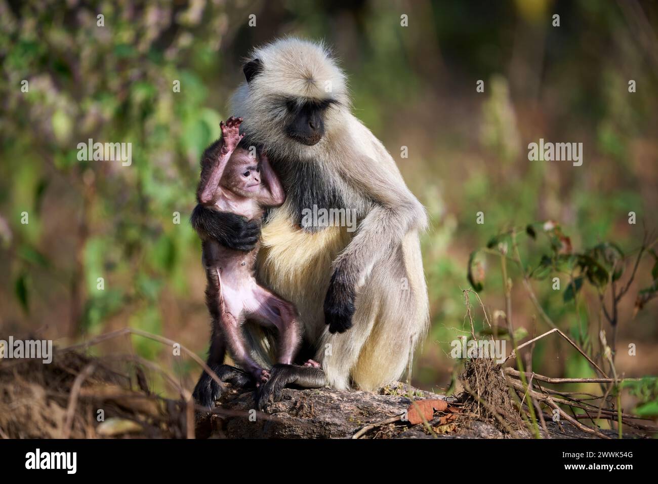 Stupide bébé singe langur gris avec sa mère, Kanha National Park, Inde Banque D'Images