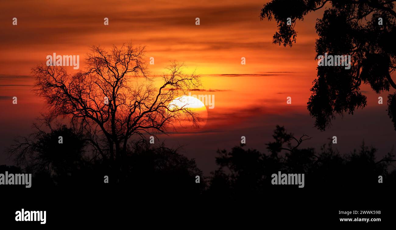 Lever de soleil doré avec des arbres silhouettes au Botswana, Afrique Banque D'Images
