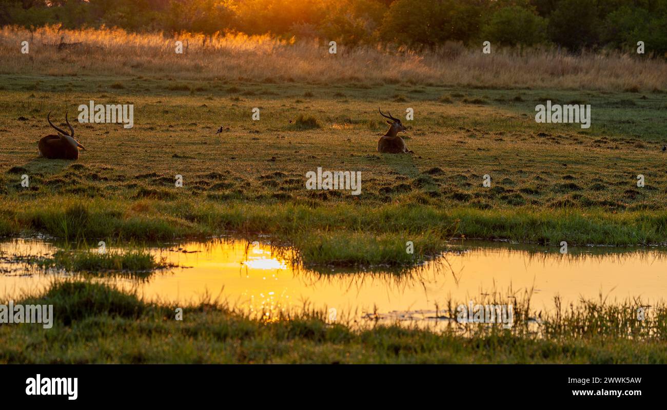 Lever de soleil doré avec des impalas reposant au Botswana, Afrique Banque D'Images