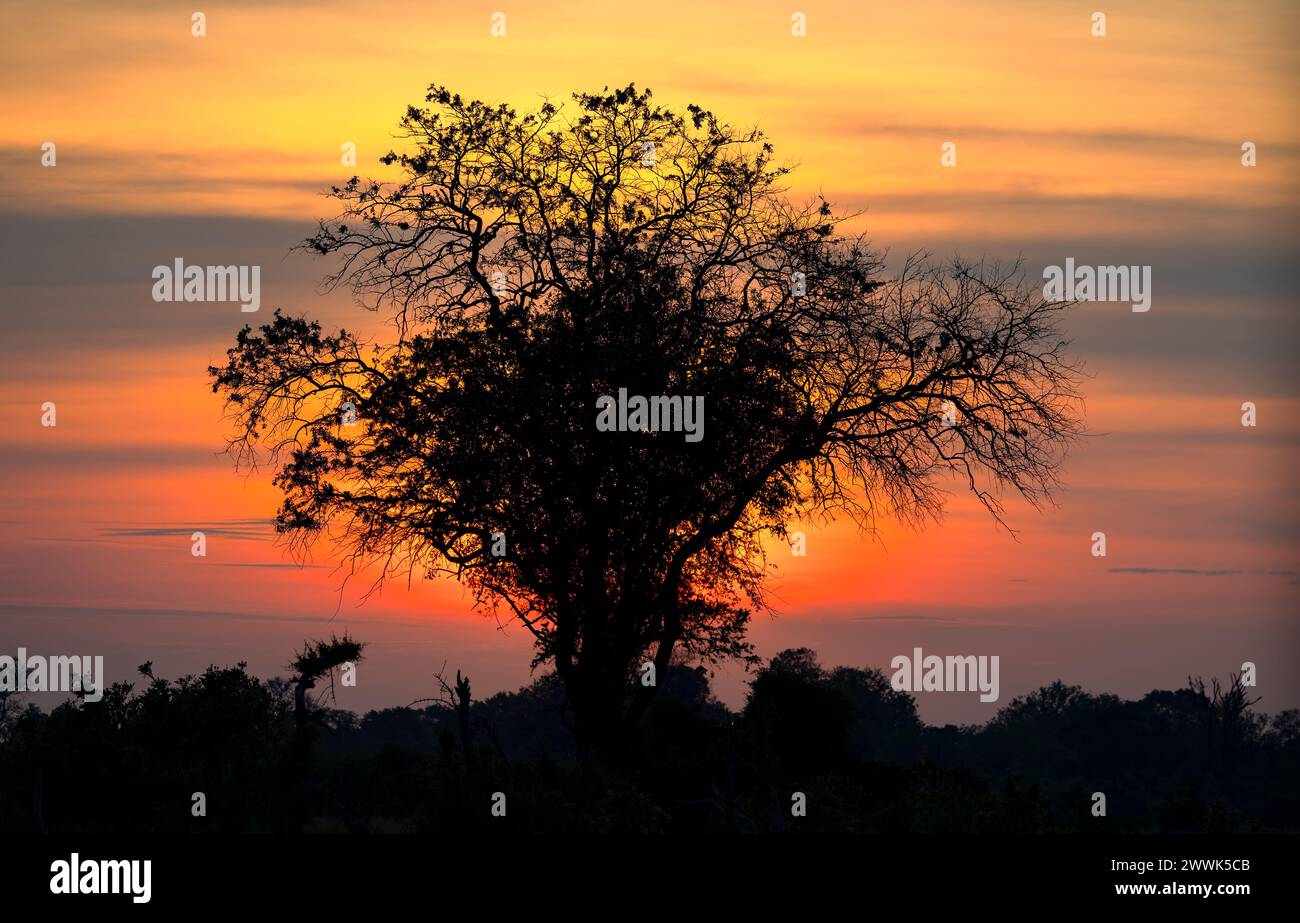 Lever de soleil doré avec des arbres silhouettes au Botswana, Afrique Banque D'Images