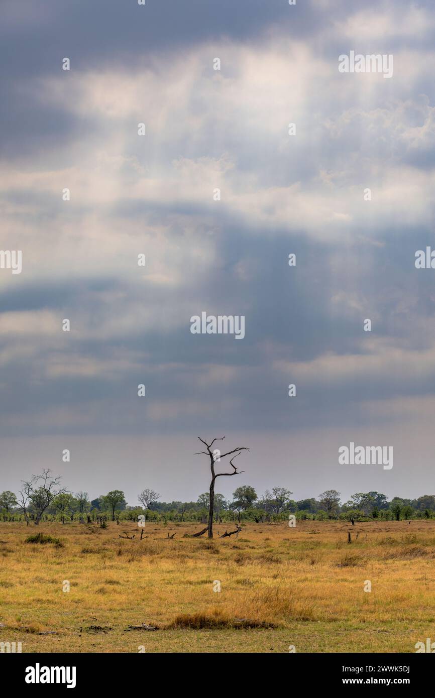 Lever de soleil doré avec des arbres silhouettes au Botswana, Afrique Banque D'Images