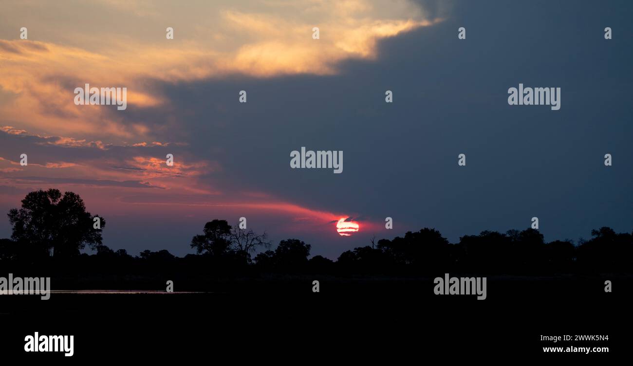 Lever de soleil doré avec des arbres silhouettes au Botswana, Afrique Banque D'Images