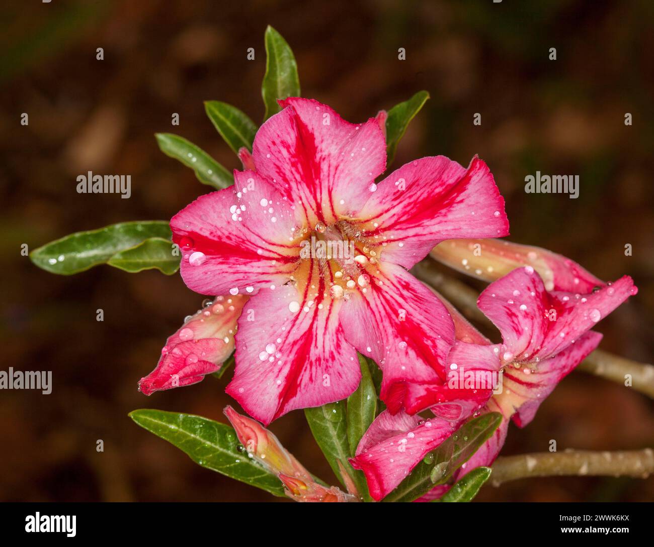 Fleurs rayées rouges et roses inhabituelles et feuilles vert foncé d'Adenium obesum, African Desert Rose, une plante tolérante à la sécheresse sur fond brun foncé Banque D'Images