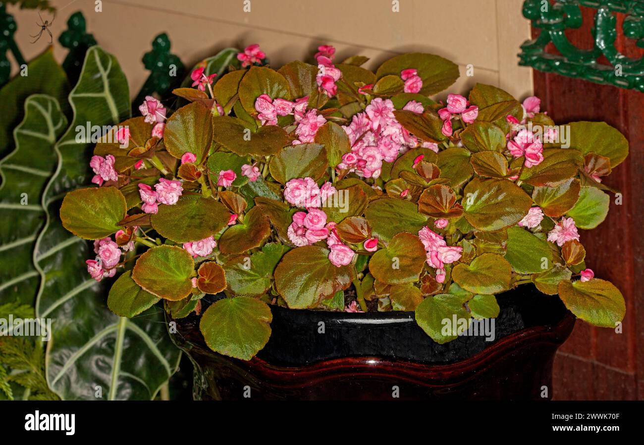 Begonia semperflorens avec des masses de fleurs roses doubles et de feuillage vert rougeâtre poussant dans un récipient décoratif Banque D'Images