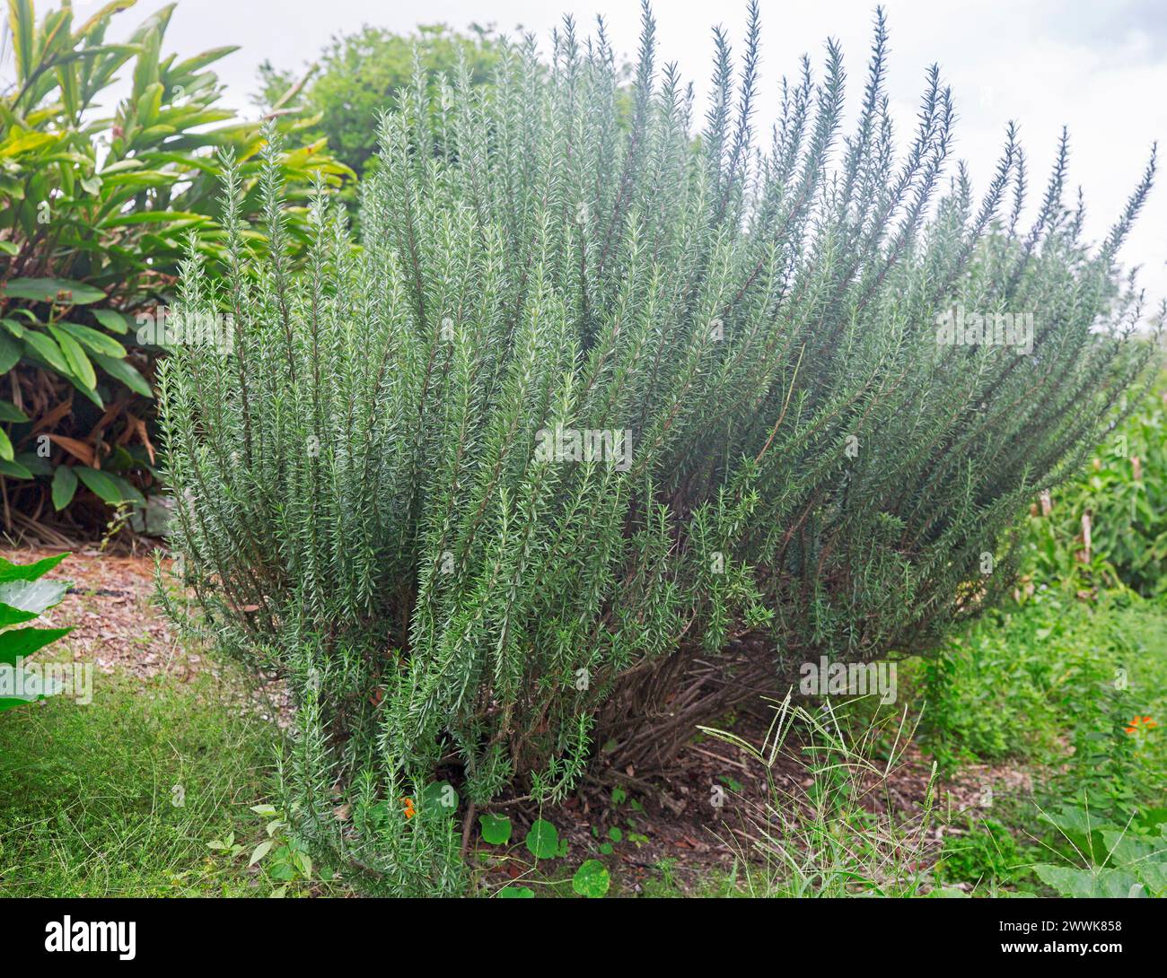 Salvia rosmarinifolia, Rosemany, grand arbuste au feuillage aromatique gris / vert, une herbe culinaire dans un jardin en Australie Banque D'Images