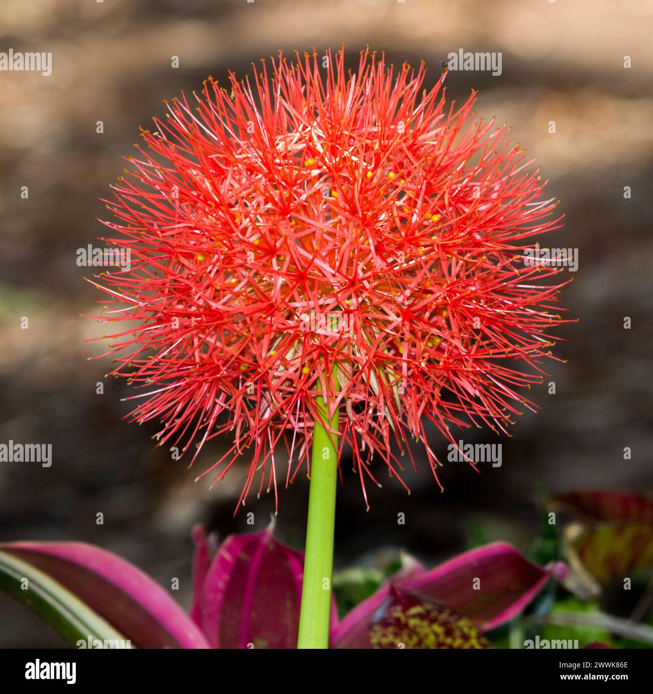 Fleur rouge Bglobulaire brillante inhabituelle de Scadoxus multiflorus / Haemanthus multiflorus African Blood Lily sur fond brun clair Banque D'Images