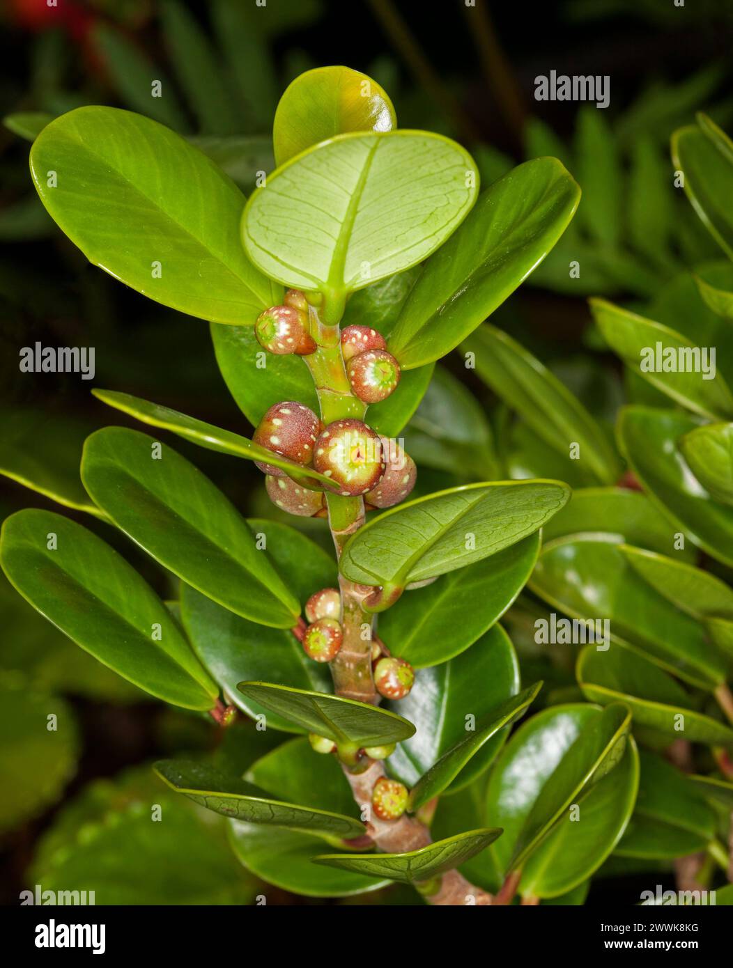 Feuilles vertes brillantes et petits fruits rouges de Ficus microcarpa, figue de Green Island, un arbuste australien qui attire les oiseaux Banque D'Images