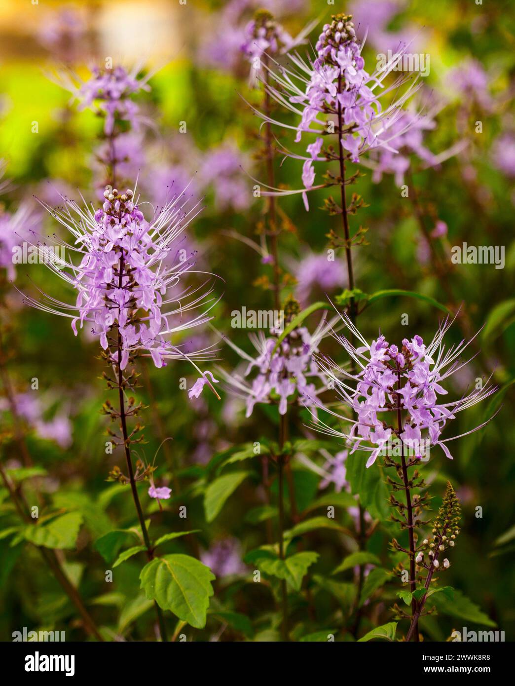 Plante vivace indigène australienne, Orthosiphon aristatus, whiskers de chat, avec des fleurs mauves / roses et des feuilles vert foncé, poussant dans un jardin Banque D'Images