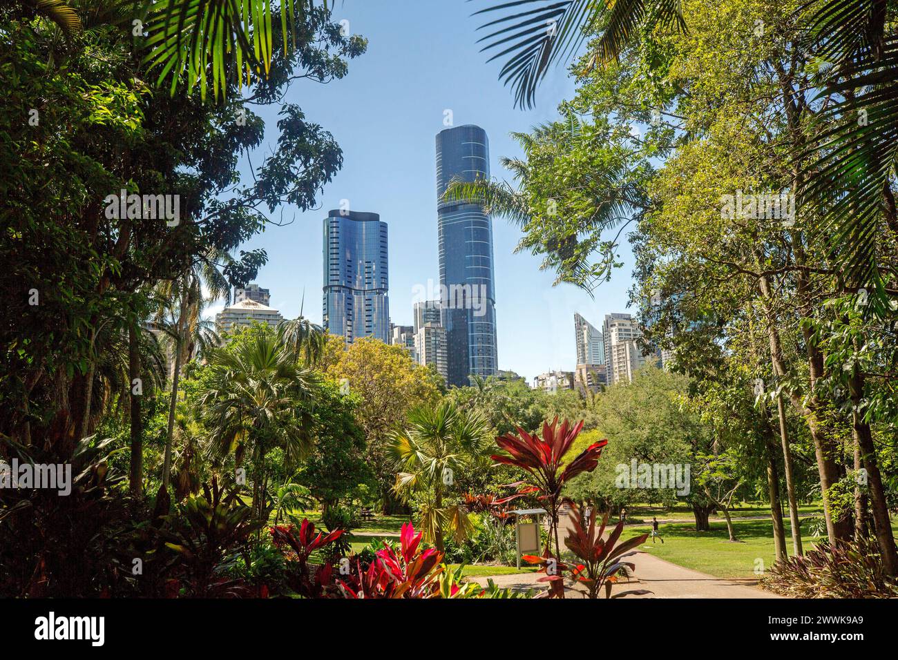 Gratte-ciel et bâtiments du quartier des affaires de la ville s'élevant dans le ciel bleu au-delà de la végétation luxuriante et des arbres des jardins botaniques de Brisbane, Australie Banque D'Images