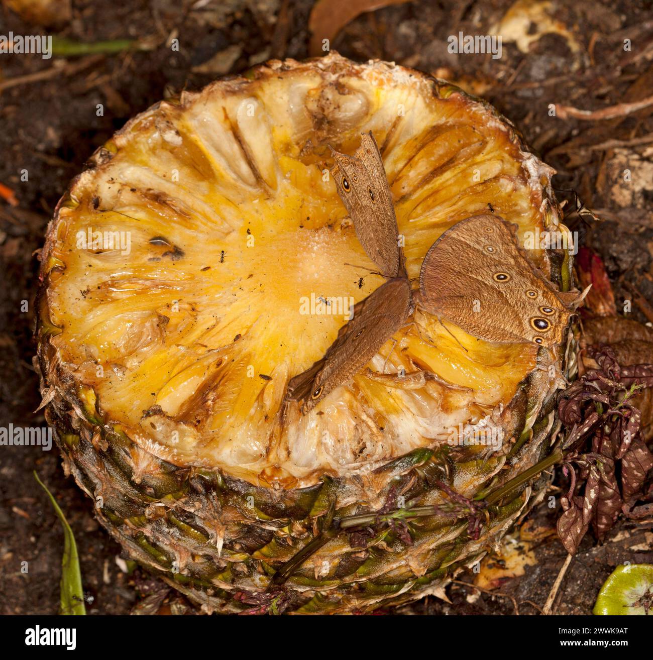 Papillons bruns du soir se nourrissant d'ananas en décomposition dans un jardin australien Banque D'Images