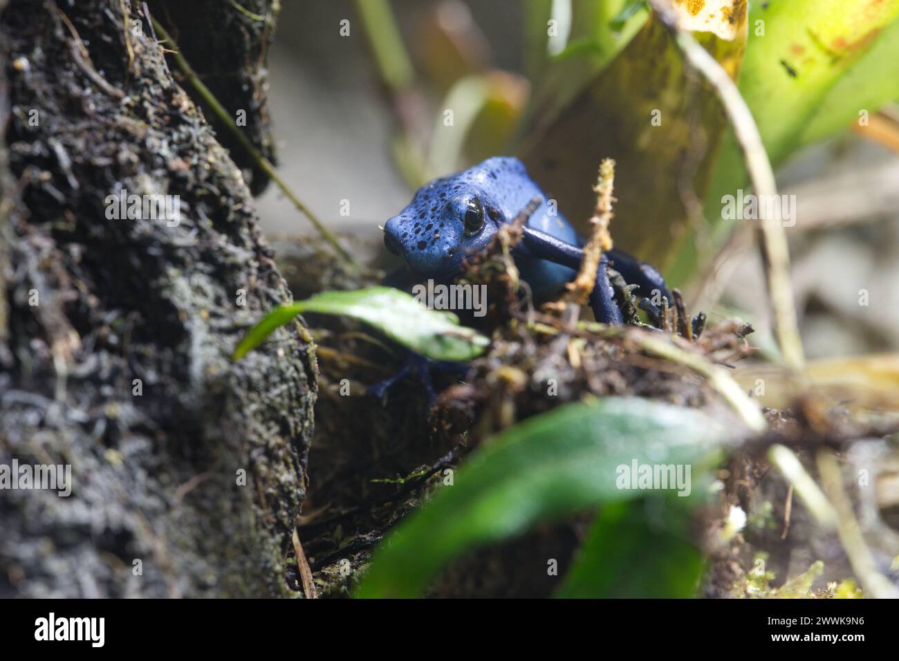 Une grenouille à fléchettes Blue Poison parmi la végétation Banque D'Images