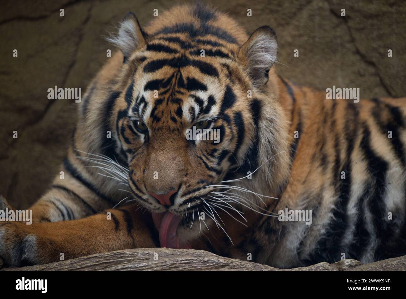 Un toilettage de tigre de Sumatra lui-même Banque D'Images
