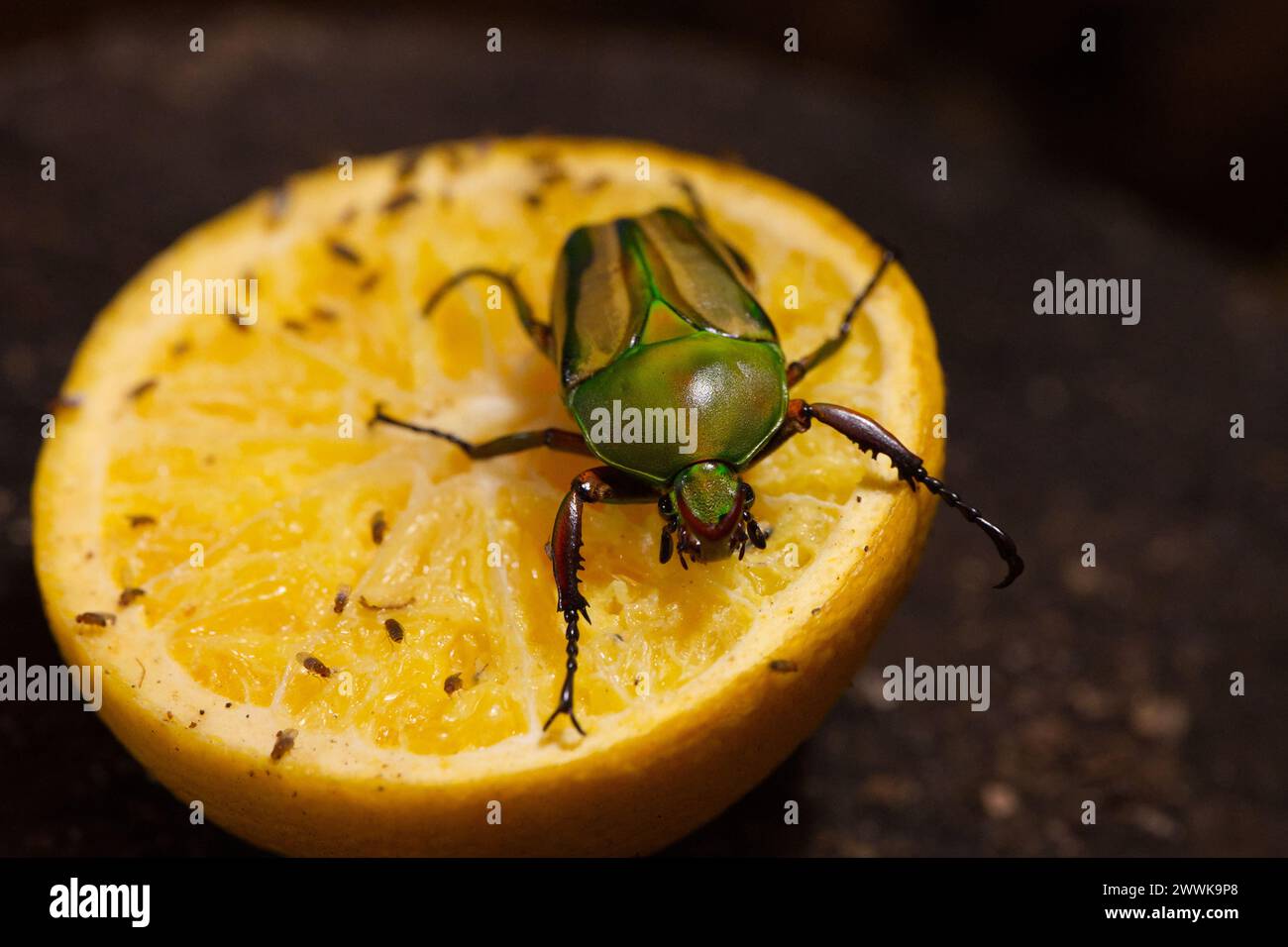 Un coléoptère de fleur Eudicella gralli assis sur un morceau de fruit orange Banque D'Images