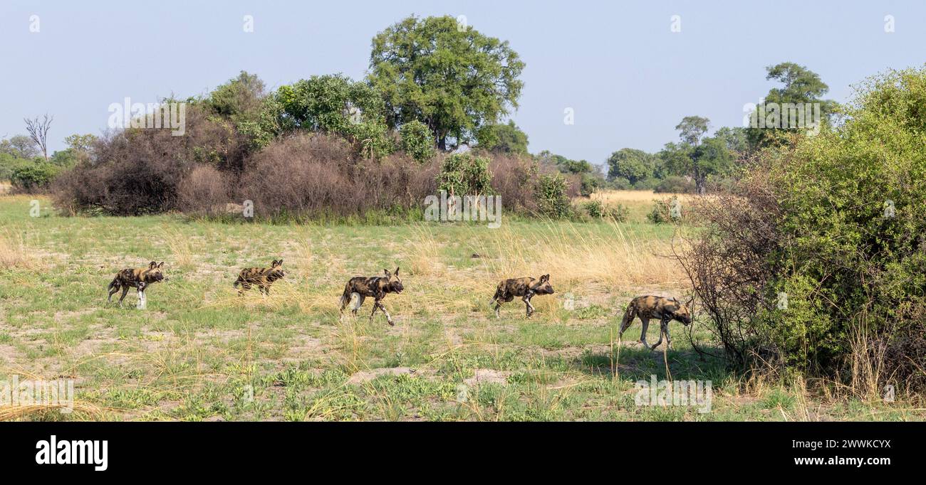 African Wild Dogs partent à la chasse au Botswana, en Afrique Banque D'Images