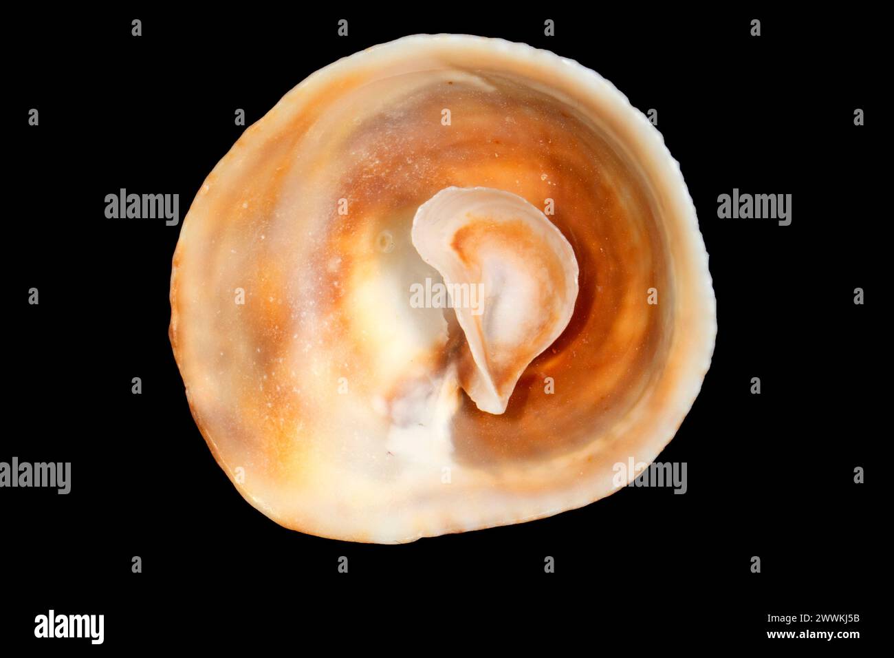 Coquille d'escargot (Crucibulum spinosum) épineuse en forme de tasse et soucoupe Banque D'Images