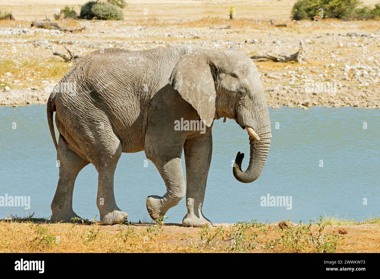Grand éléphant mâle d'Afrique (Loxodonta africana) à un étang, Etosha National Park, Namibie Banque D'Images