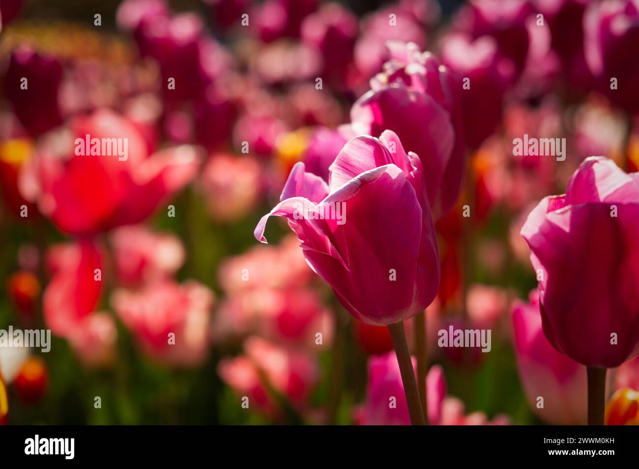 Jardin de tulipes roses en gros plan dans les rayons lumineux du soleil. Des fleurs printanières délicates ont fleuri dans le jardin. Arrière-plan naturel et coloré du parc. A p Banque D'Images