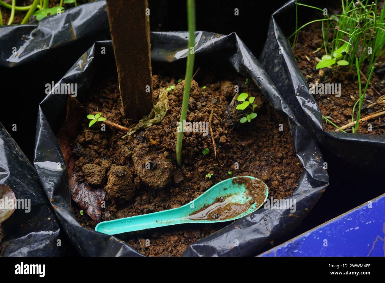 Photo de stock de la composition moderne de jardin à la maison remplie de beaucoup de belles plantes. Intérieur botanique élégant. Concept de jardinage à la maison. Banque D'Images