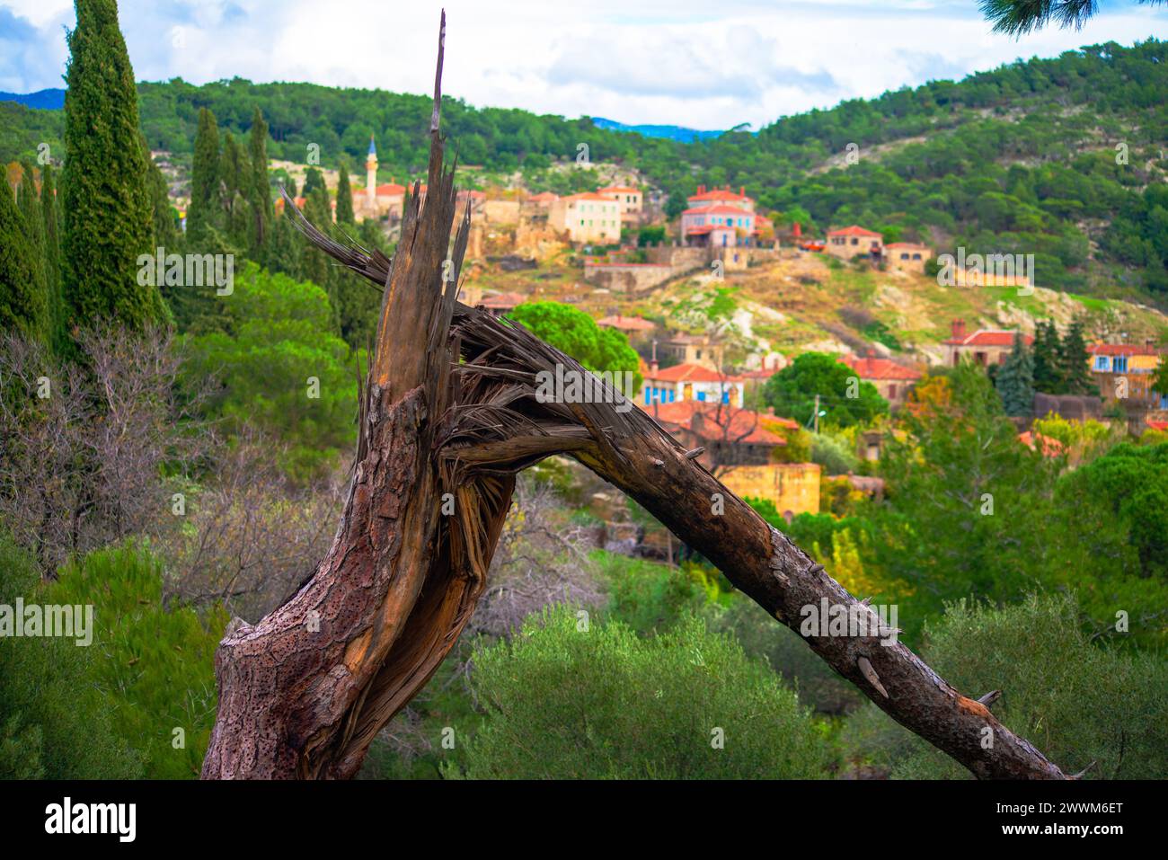 Résilience de la nature : un arbre brisé se tient résistant sur la toile de fond d'un village rural, incarnant la force de l'environnement environnant. Banque D'Images