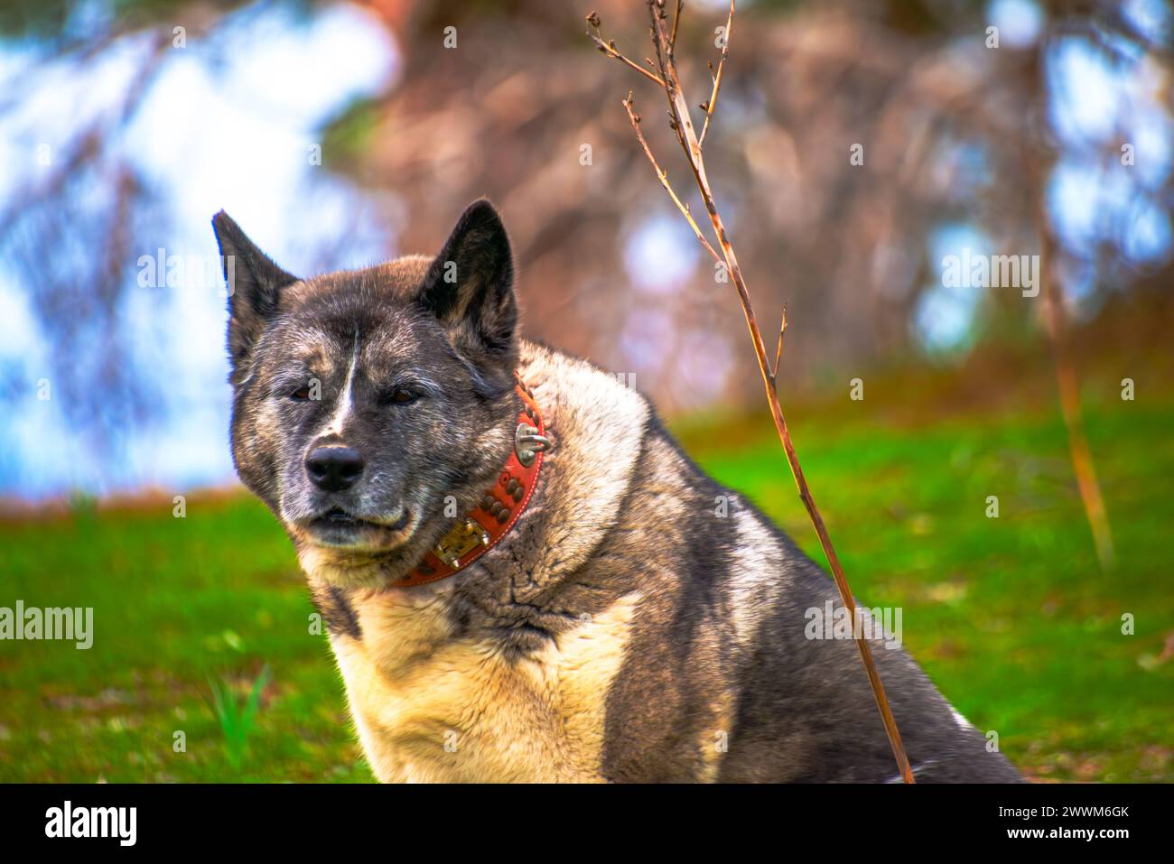 Sagesse gracieuse : un vieux chien, orné d'un collier rouge, regarde la caméra avec une douce grâce, incarnant la sagesse et la loyauté d'un compagnon cher Banque D'Images