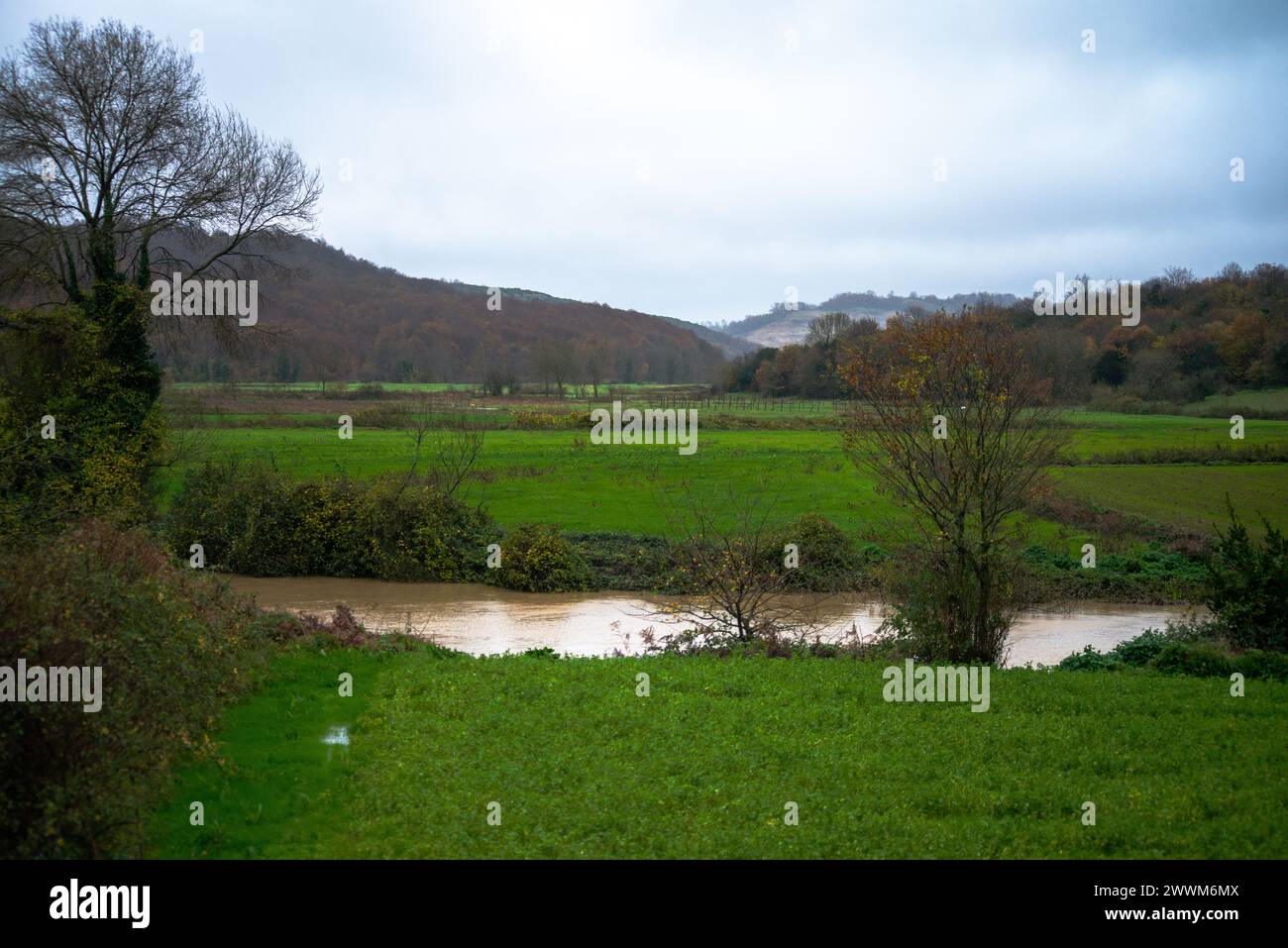 Rainy Serenity : un ruisseau doux coule à travers l'herbe humide, créant une scène apaisante et naturelle au milieu de la pluie. Banque D'Images