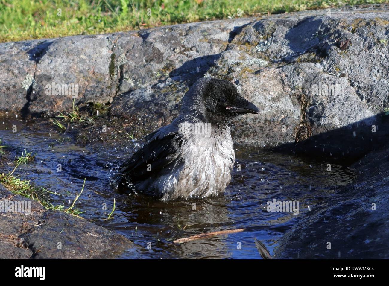 Bébé Hooded Crow, Corvus cornix profitant d'un bain dans une piscine d'eau de pluie recueillie sur un rocher en milieu naturel. Banque D'Images