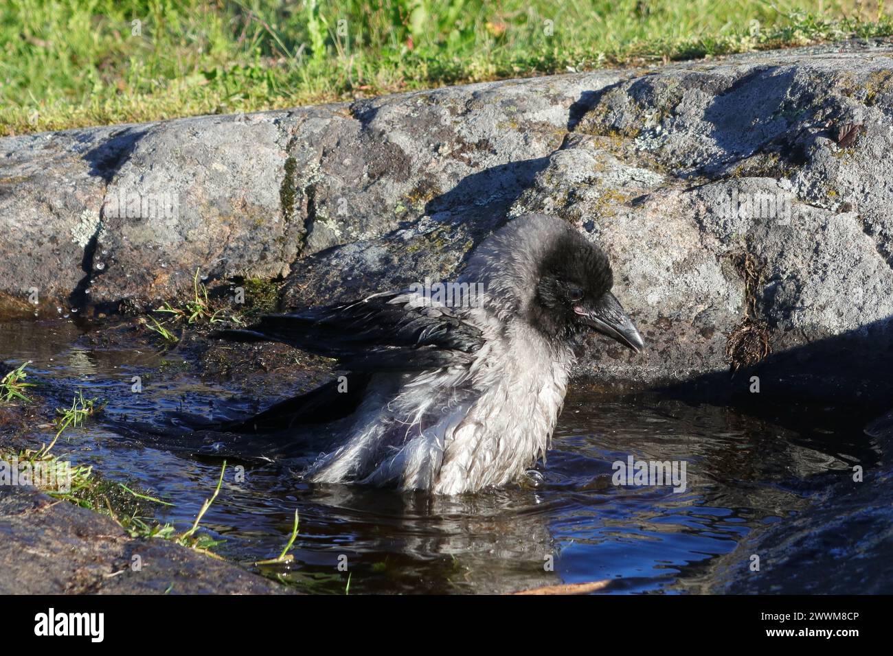 Bébé Hooded Crow, Corvus Cornix profite d'un bain dans une piscine d'eau de pluie sur un rocher en environnement naturel. Banque D'Images