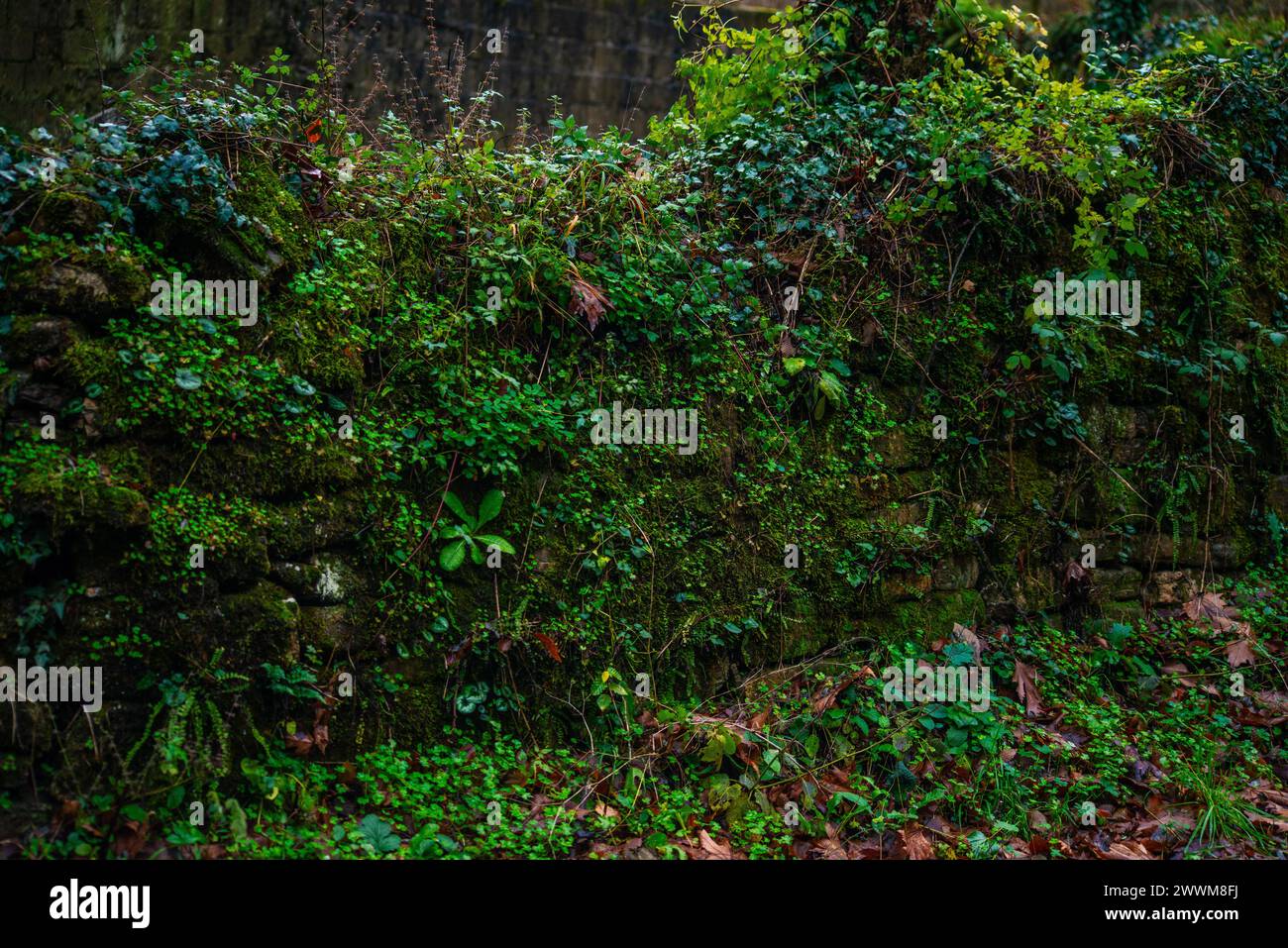 Un mur vert orné de feuilles borde la route pluvieuse, créant une scène rafraîchissante et sereine de l'étreinte de la nature le long du sentier humide. Banque D'Images