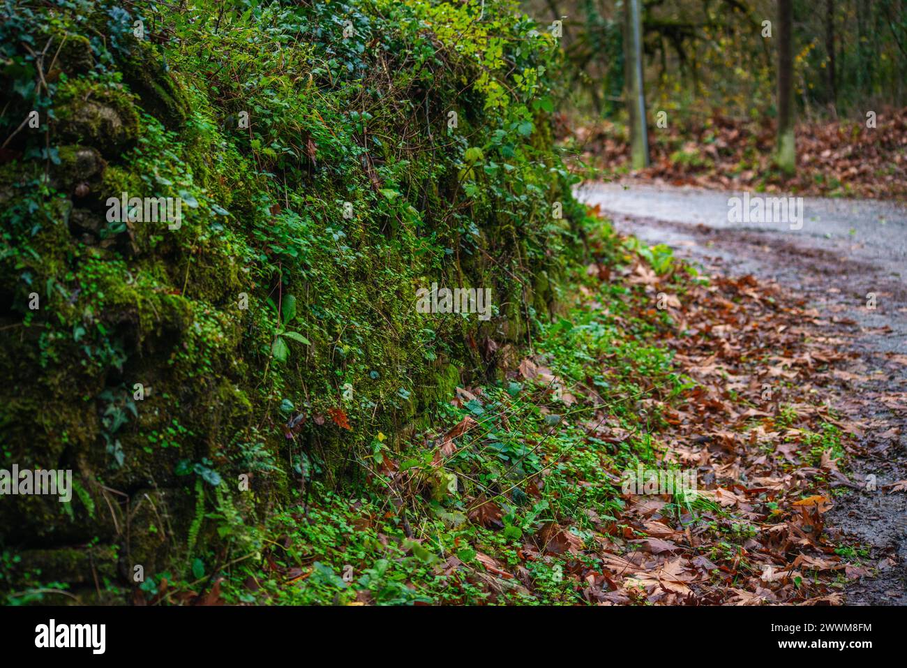 Un mur vert orné de feuilles borde la route pluvieuse, créant une scène rafraîchissante et sereine de l'étreinte de la nature le long du sentier humide. Banque D'Images