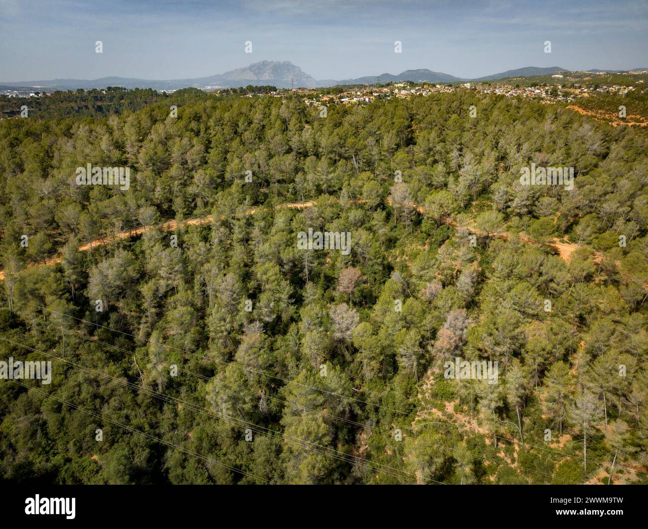 Forêt de pins d'Alep avec perte de feuilles due à la sécheresse dans les collines près de Castellbisbal (Barcelone, Catalogne, Espagne) ESP : Bosque de Pino carrasco, España Banque D'Images