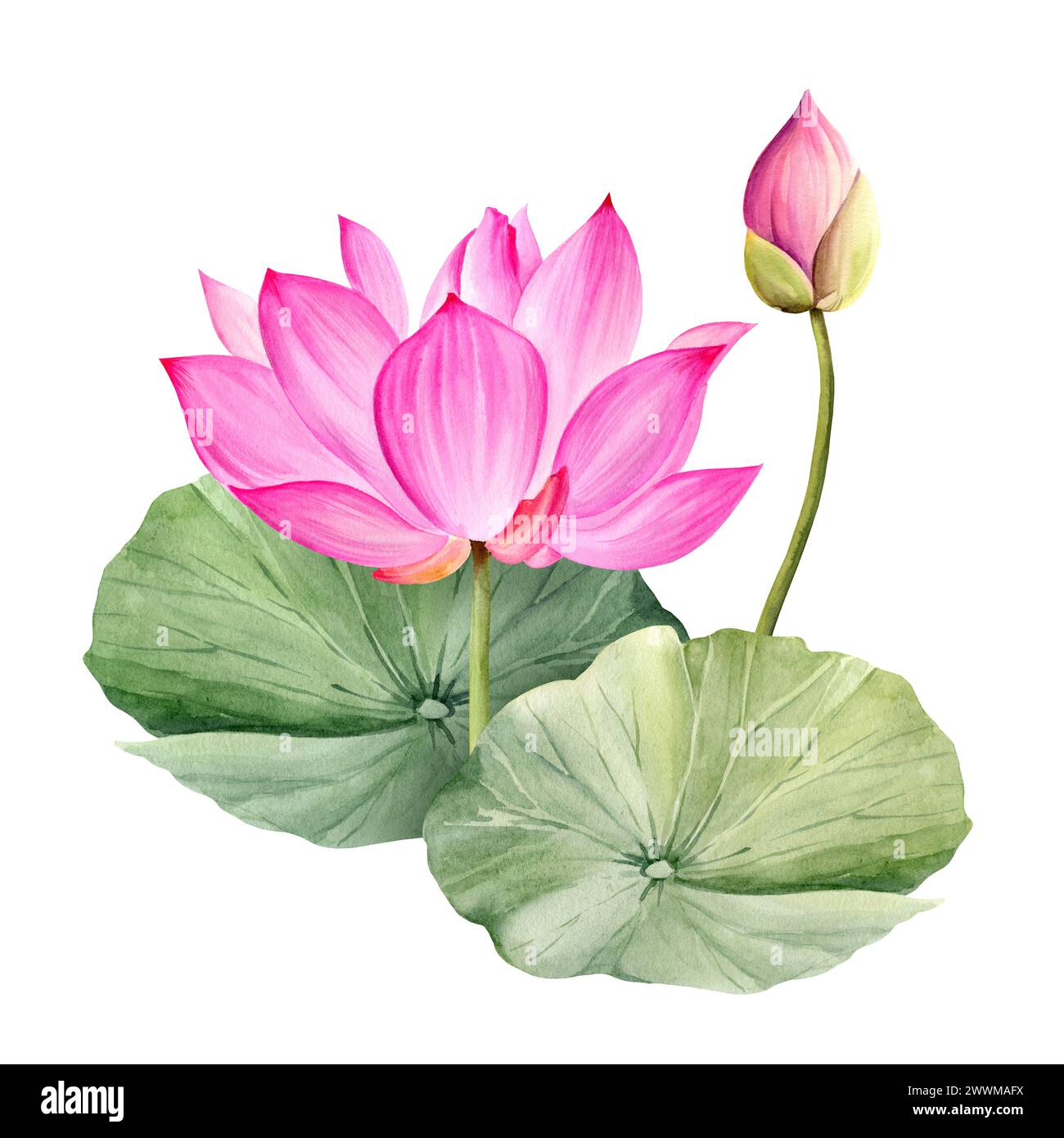 Fleur et feuilles de lotus rose néon, illustration aquarelle isolée sur fond blanc. Plante de nénuphar tropical asiatique lumineuse avec bourgeon pour spa et y Banque D'Images