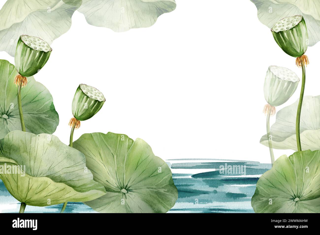 Feuilles et bourgeons de lotus vert poussant dans l'eau, illustration aquarelle isolée sur blanc. Plante de nénuphar tropical asiatique avec bourgeon pour spa et yoga sal Banque D'Images
