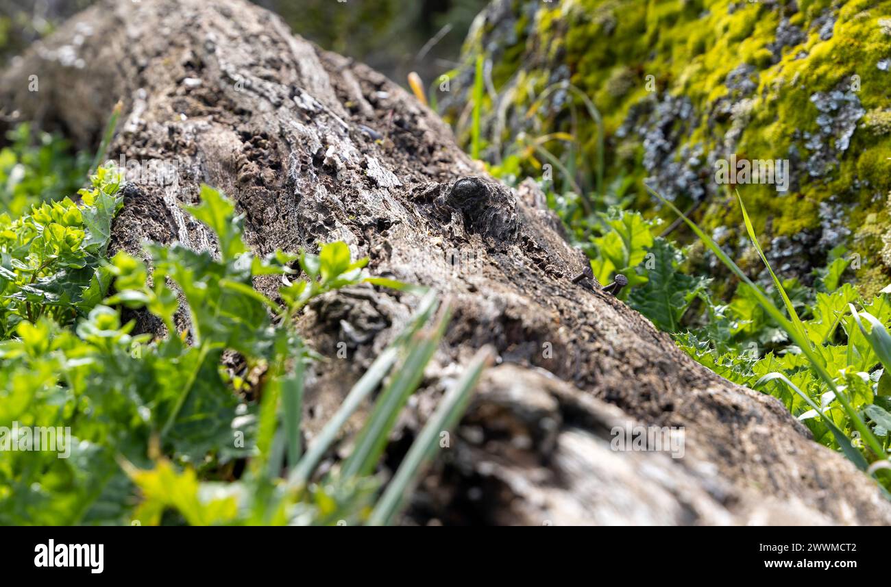 Une grande bûche est couverte de mousse et entourée d'herbe. La mousse donne à la bûche un aspect naturel et terreux, tandis que l'herbe ajoute une touche de vert et Banque D'Images