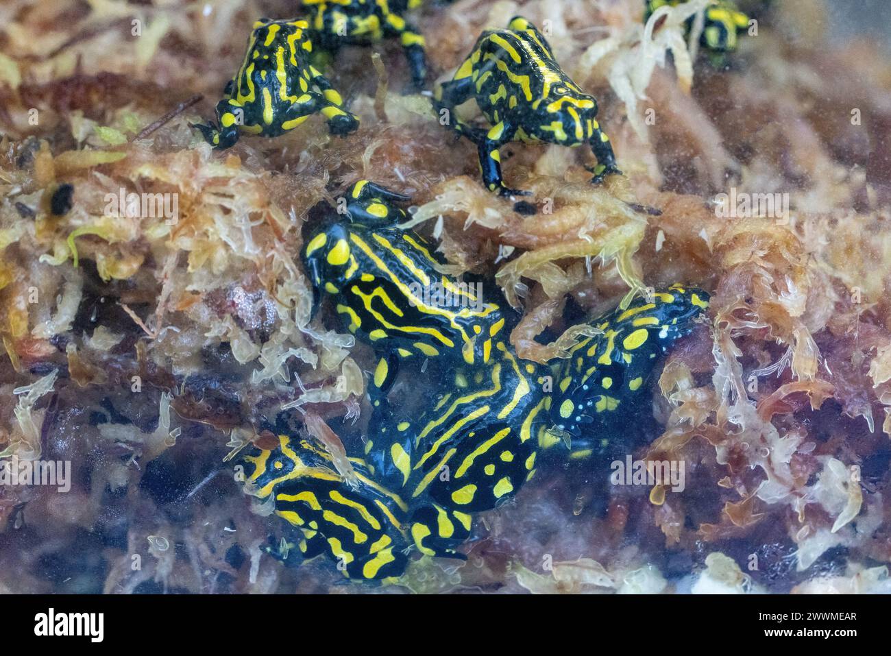 Grenouilles Corroboree captives du sud dans le programme d'élevage du zoo Banque D'Images