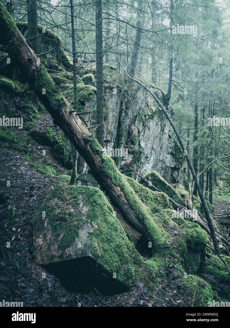 Une aube tranquille accueille la mousse verdoyante recouvrant les rochers et les arbres tombés dans une forêt suédoise dense. La lumière douce filtrant à travers le toit Banque D'Images