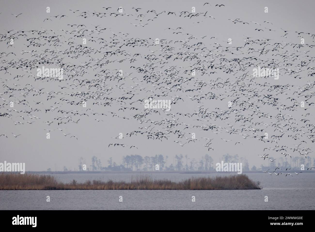 Un vol massif d'oies des neiges sur la côte est du Maryland. Banque D'Images