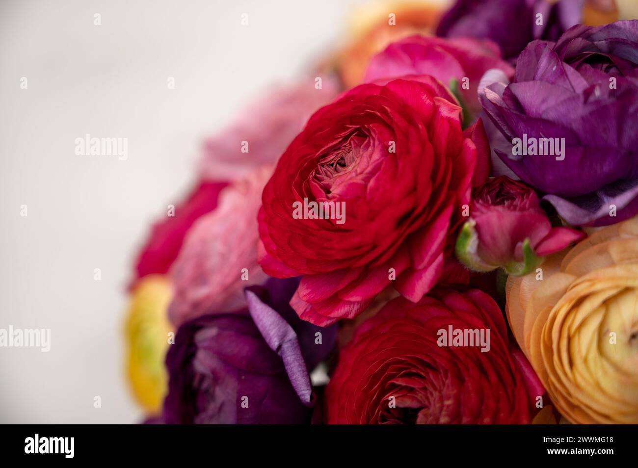Ranoncule lumineux et coloré disposé dans un magnifique affichage floral. Banque D'Images
