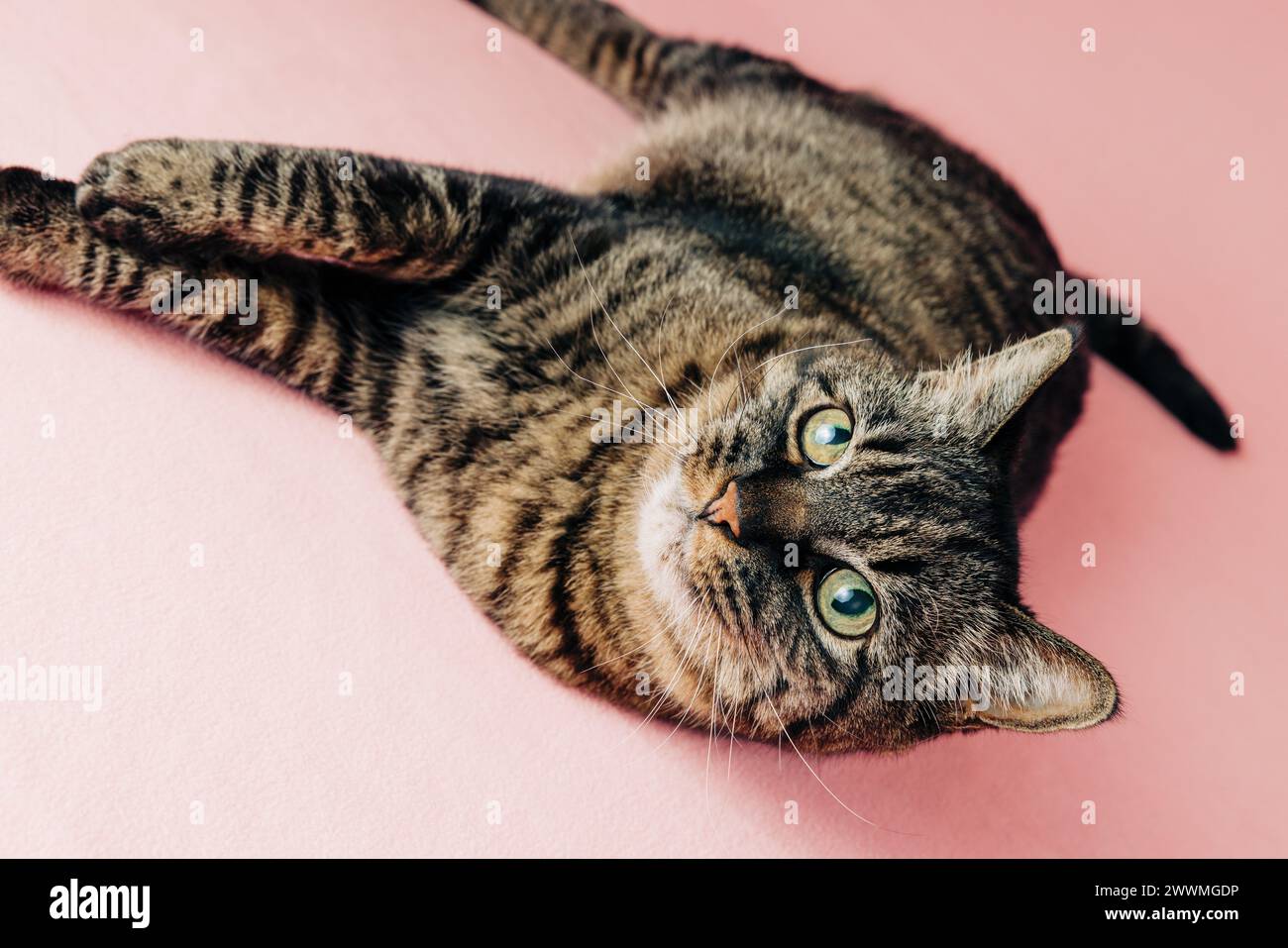 Portrait de chat adulte doux tabby sur fond rose Banque D'Images