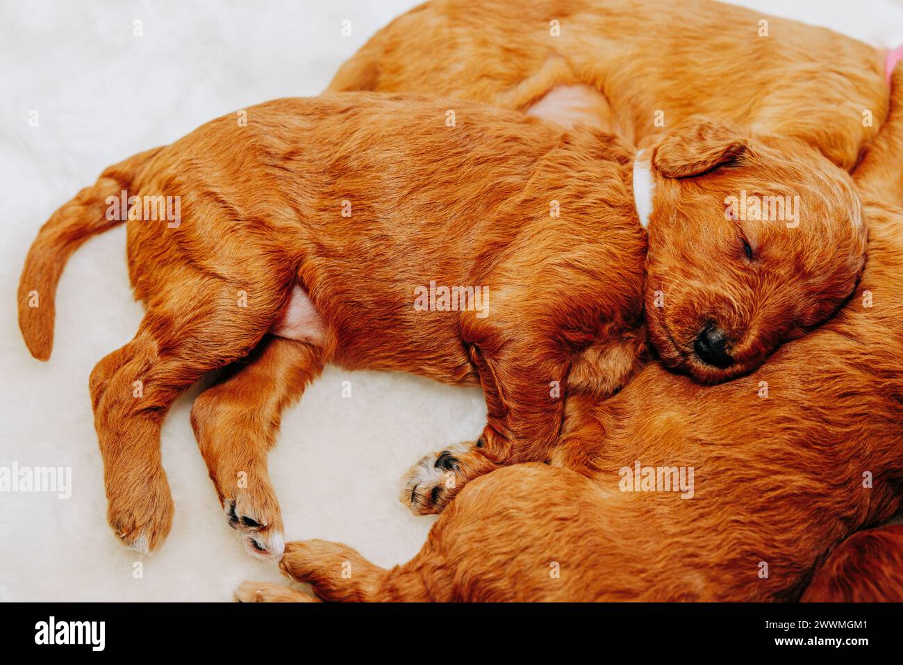 Chiot Goldendoodle dormant à côté des autres chiots Banque D'Images