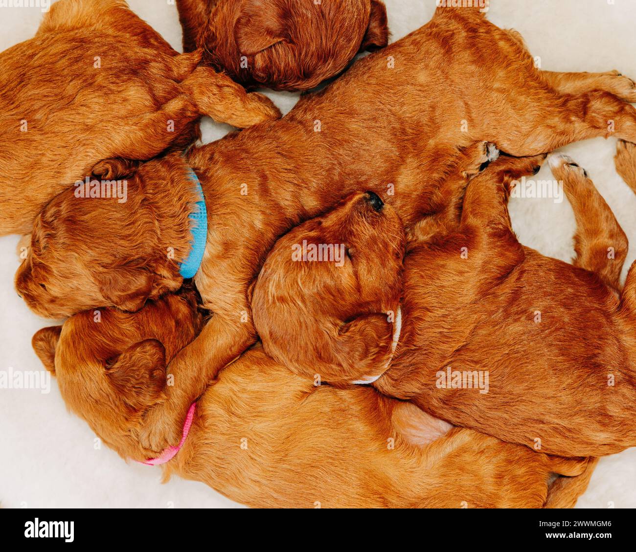 Pile de chiots Goldendoodle dormant sur un tapis de fourrure blanche Banque D'Images