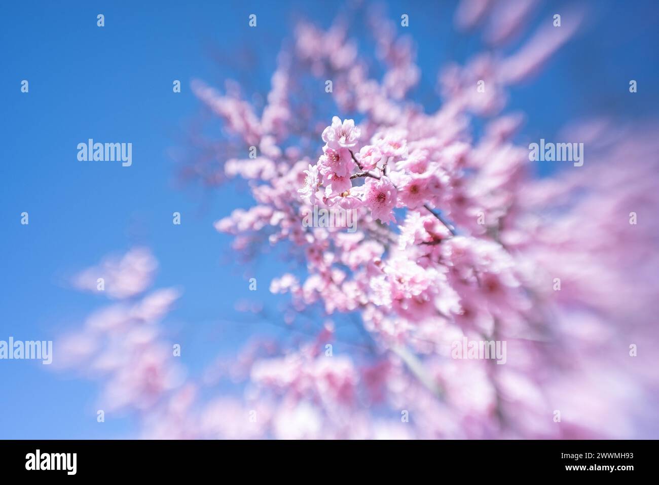 Gros plan de fleurs de prunes roses dans le jardin de printemps à Washington, D. Banque D'Images