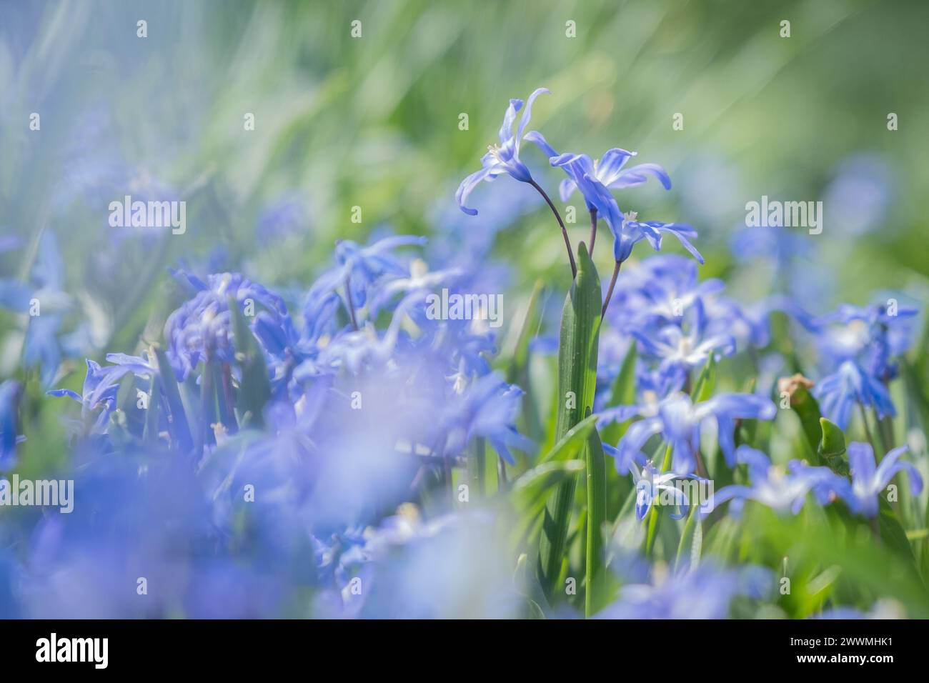 Fleurs violettes de gloire de la neige dans le jardin de printemps. Banque D'Images