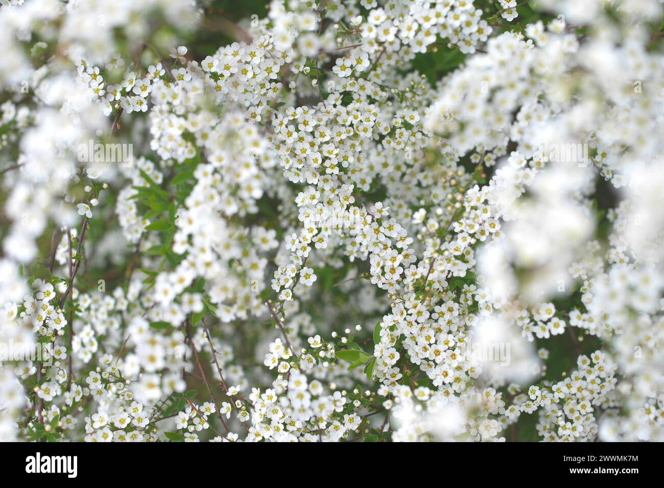 Fleurs blanches d'un spiraea, spirea, arbuste dans un jardin, Hongrie Banque D'Images