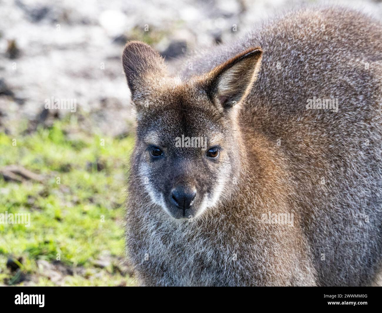 Portrait de tête d'un wallaby simple wallaby kangourou gros plan devant une paroi rocheuse Banque D'Images